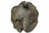 Jurassic Fossil Pliosaur (Liopleurodon) Vertebra - England #352094-1